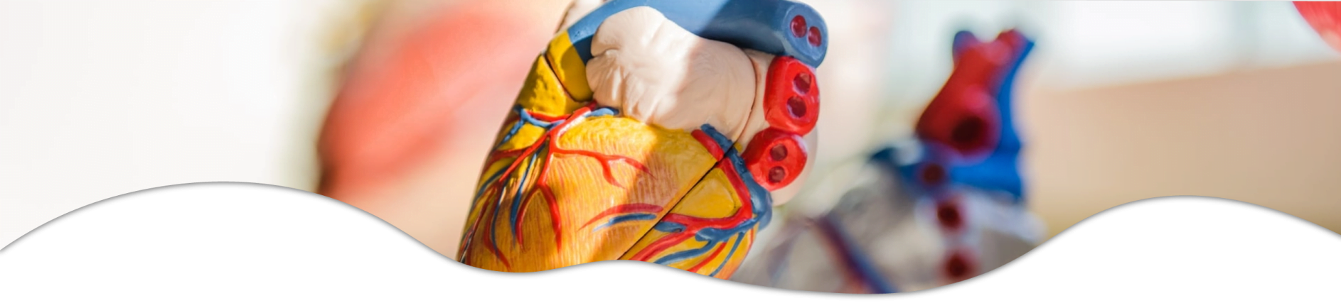 plastic model of a realistic heart