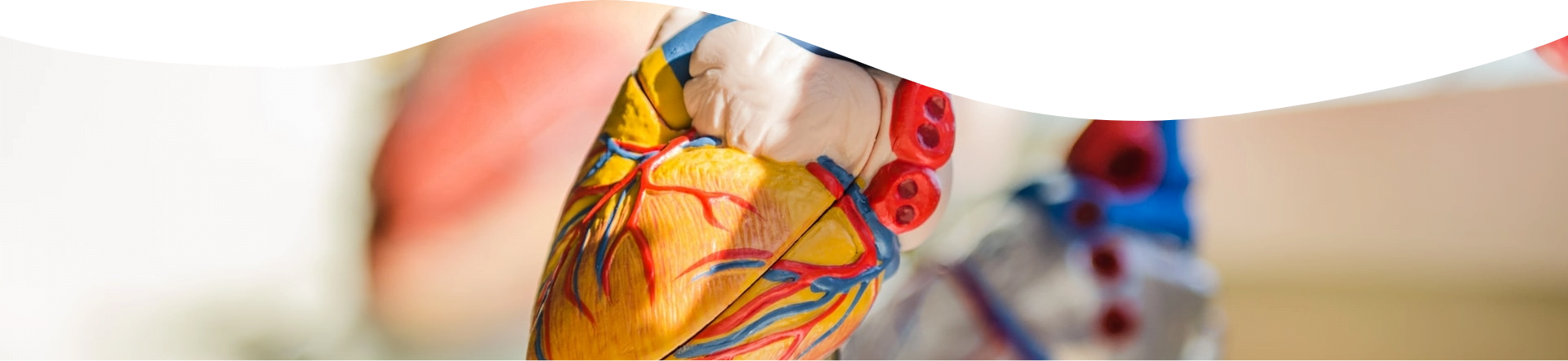 plastic model of a heart