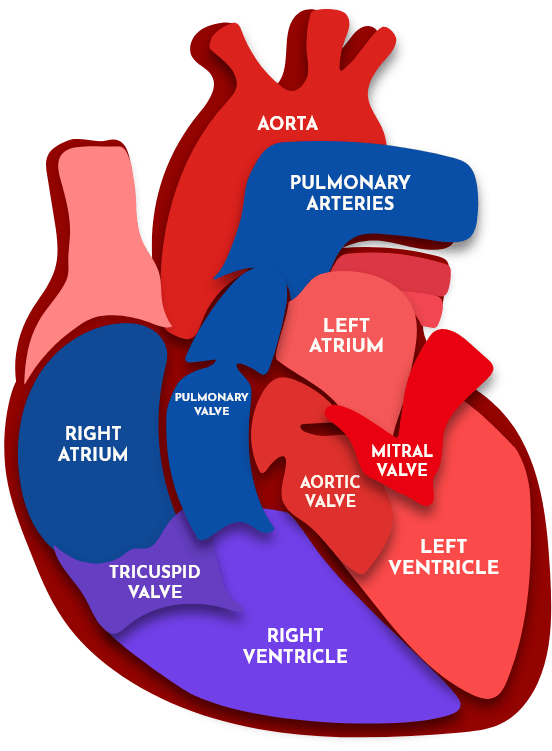 heart illustration diagram labelled with hover functions
